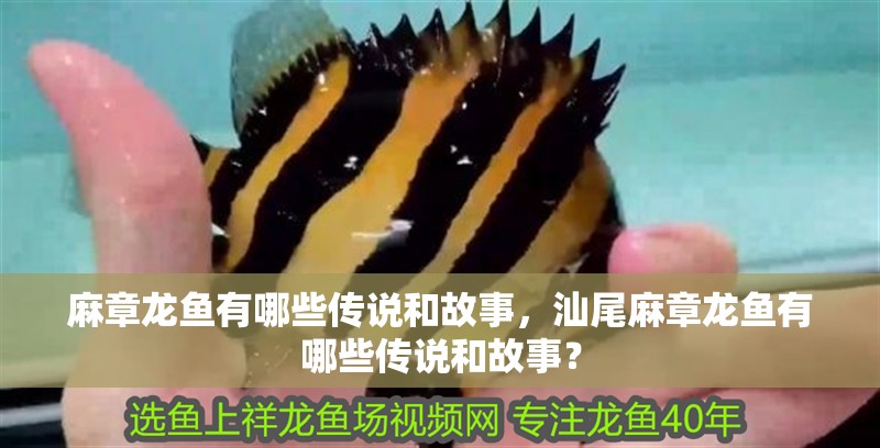 麻章龍魚有哪些傳說和故事，汕尾麻章龍魚有哪些傳說和故事？