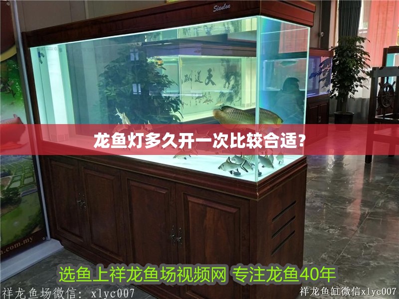 龍魚燈多久開一次比較合適？