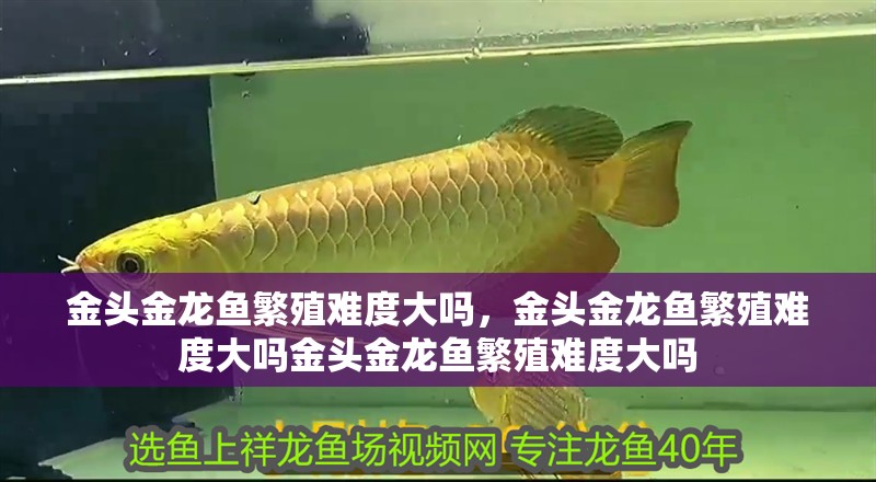 金頭金龍魚繁殖難度大嗎，金頭金龍魚繁殖難度大嗎金頭金龍魚繁殖難度大嗎