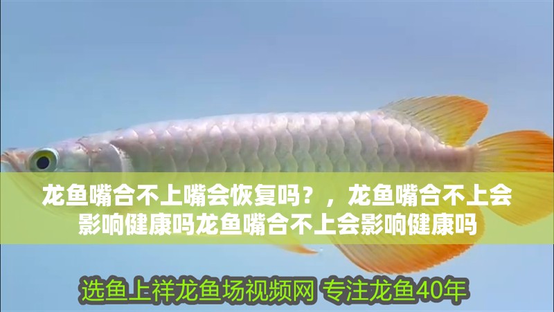 龍魚嘴合不上嘴會(huì)恢復(fù)嗎？，龍魚嘴合不上會(huì)影響健康嗎龍魚嘴合不上會(huì)影響健康嗎