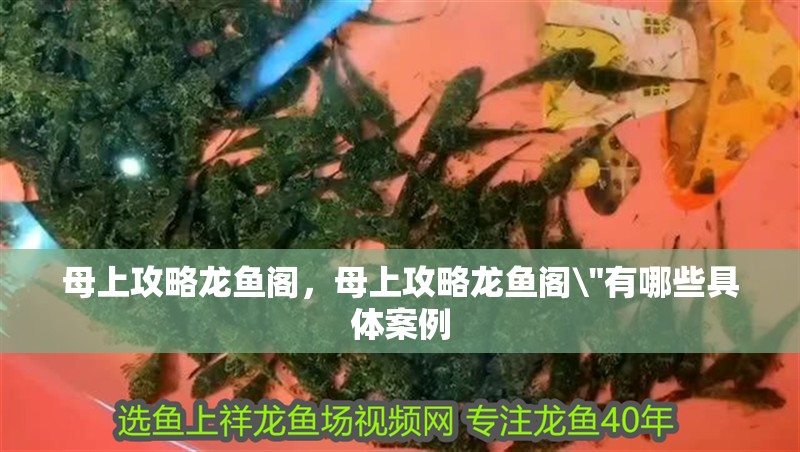 母上攻略龍魚閣，母上攻略龍魚閣\
