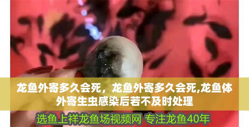 龍魚外寄多久會(huì)死，龍魚外寄多久會(huì)死,龍魚體外寄生蟲感染后若不及時(shí)處理