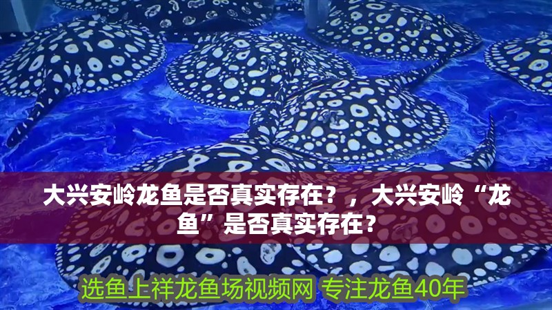 大興安嶺龍魚是否真實(shí)存在？，大興安嶺“龍魚”是否真實(shí)存在？