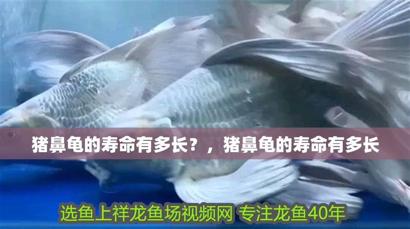 豬鼻龜的壽命有多長？，豬鼻龜的壽命有多長