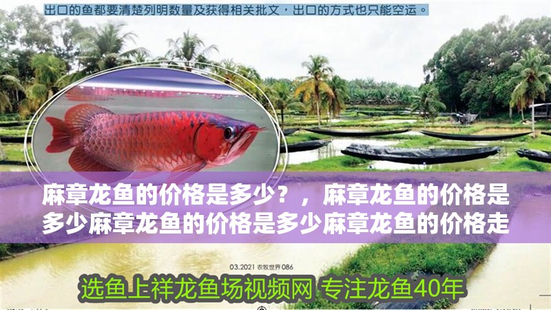 麻章龍魚的價格是多少？，麻章龍魚的價格是多少麻章龍魚的價格是多少麻章龍魚的價格走勢