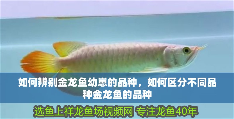 如何辨別金龍魚幼崽的品種，如何區分不同品種金龍魚的品種