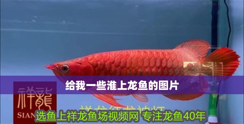 給我一些淮上龍魚的圖片
