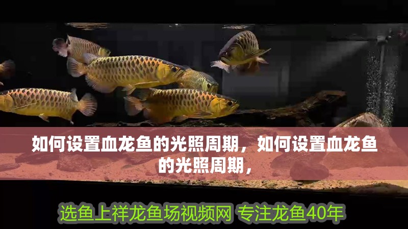 如何設置血龍魚的光照周期，如何設置血龍魚的光照周期，
