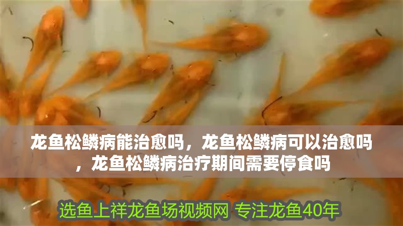 龍魚(yú)松鱗病能治愈嗎，龍魚(yú)松鱗病可以治愈嗎，龍魚(yú)松鱗病治療期間需要停食嗎