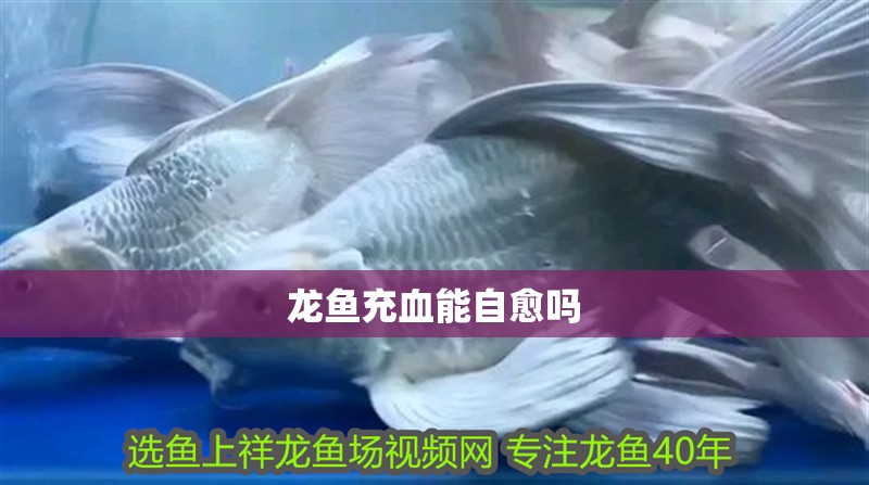 龍魚(yú)充血能自愈嗎