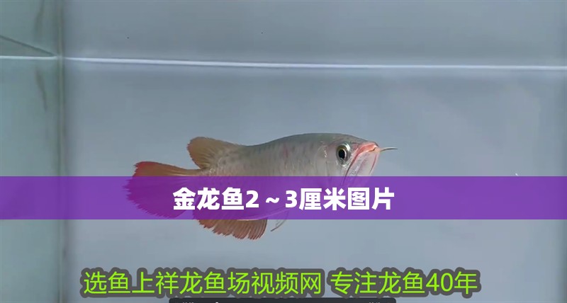 金龍魚2～3厘米圖片