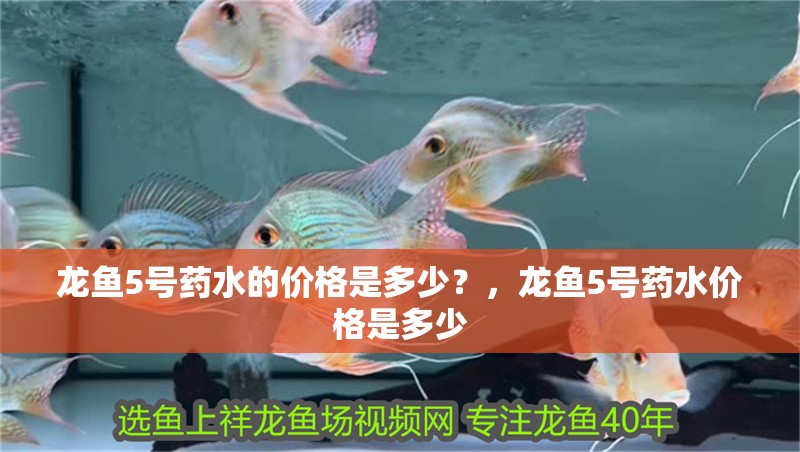 龍魚(yú)5號(hào)藥水的價(jià)格是多少？，龍魚(yú)5號(hào)藥水價(jià)格是多少