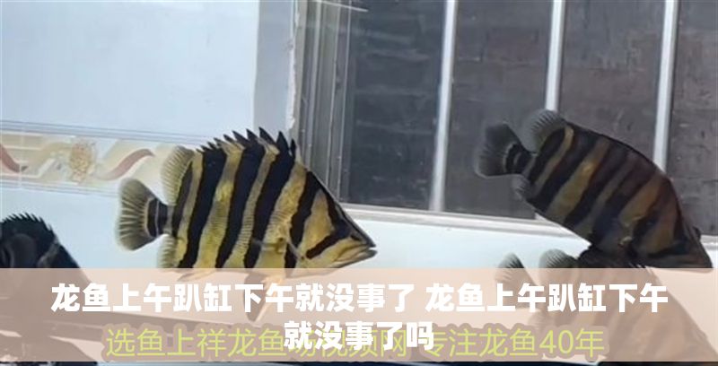 龍魚上午趴缸下午就沒事了 龍魚上午趴缸下午就沒事了嗎