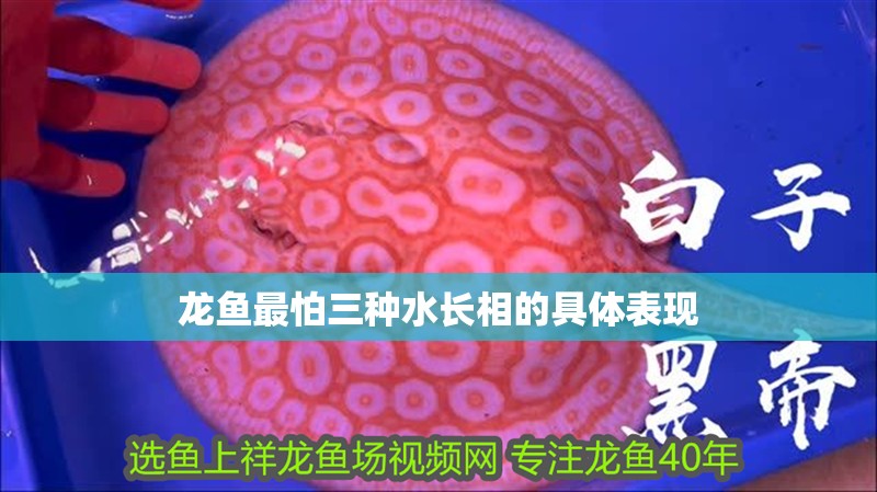 龍魚最怕三種水長(zhǎng)相的具體表現(xiàn)