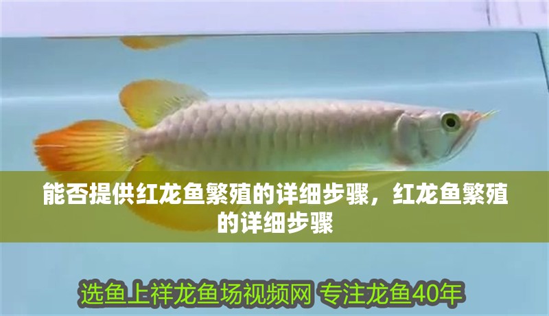 能否提供紅龍魚繁殖的詳細步驟，紅龍魚繁殖的詳細步驟