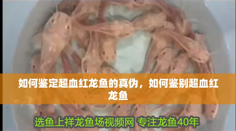 如何鑒定超血紅龍魚的真偽，如何鑒別超血紅龍魚