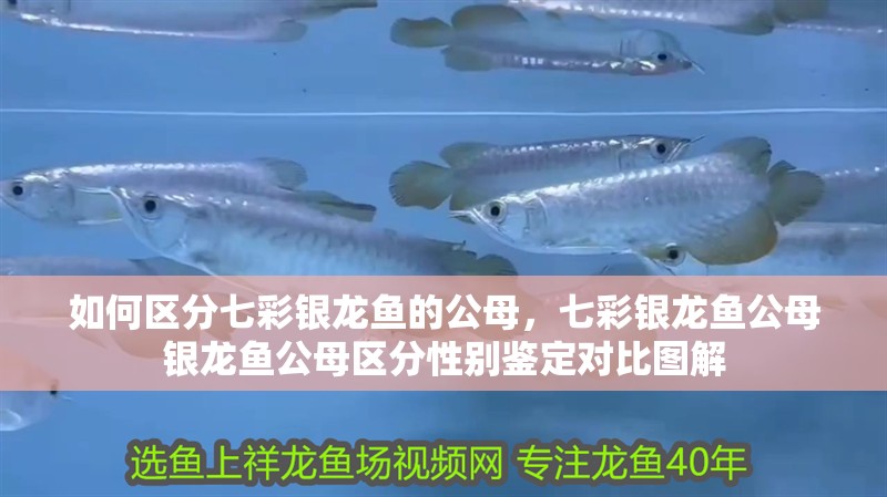 如何區(qū)分七彩銀龍魚的公母，七彩銀龍魚公母銀龍魚公母區(qū)分性別鑒定對比圖解