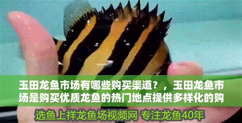 玉田龍魚市場有哪些購買渠道？，玉田龍魚市場是購買優(yōu)質(zhì)龍魚的熱門地點(diǎn)提供多樣化的購買渠道