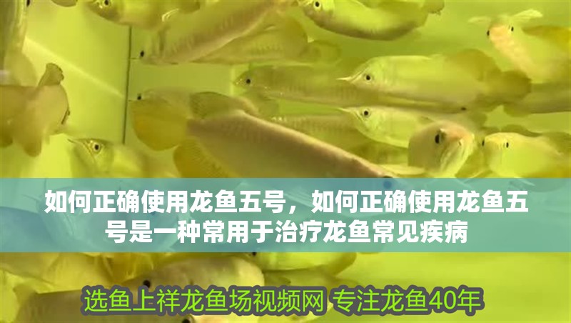 如何正確使用龍魚五號，如何正確使用龍魚五號是一種常用于治療龍魚常見疾病