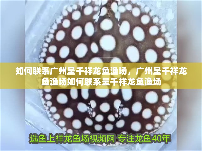 如何聯系廣州呈千祥龍魚漁場，廣州呈千祥龍魚漁場如何聯系呈千祥龍魚漁場