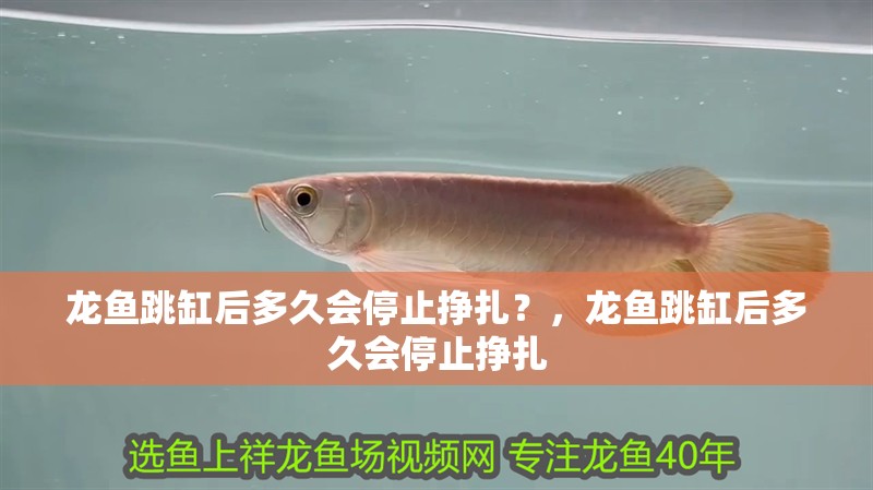 龍魚跳缸后多久會停止掙扎？，龍魚跳缸后多久會停止掙扎