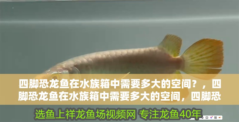 四腳恐龍魚(yú)在水族箱中需要多大的空間？，四腳恐龍魚(yú)在水族箱中需要多大的空間，四腳恐龍魚(yú)飼養(yǎng)設(shè)備清單