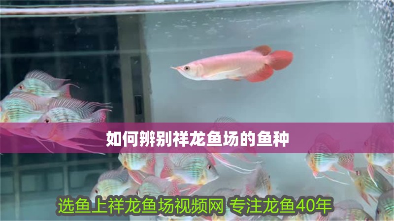 如何辨別祥龍魚場的魚種