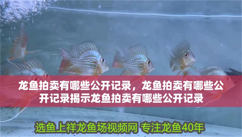 龍魚拍賣有哪些公開記錄，龍魚拍賣有哪些公開記錄揭示龍魚拍賣有哪些公開記錄
