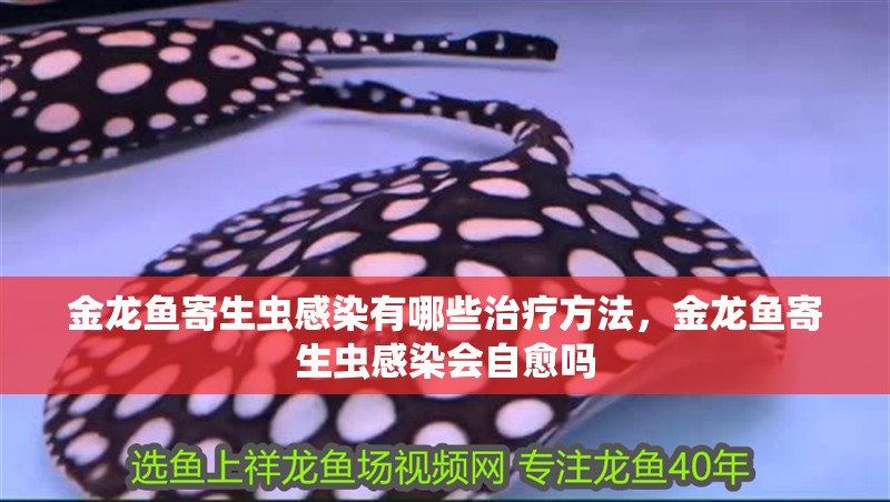 金龍魚寄生蟲感染有哪些治療方法，金龍魚寄生蟲感染會自愈嗎