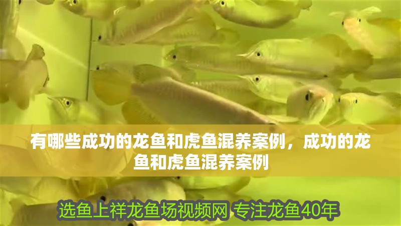 有哪些成功的龍魚和虎魚混養案例，成功的龍魚和虎魚混養案例