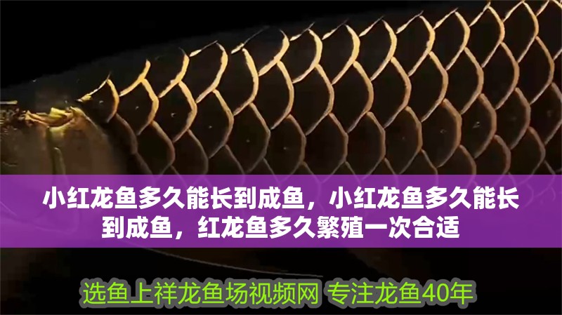 小紅龍魚多久能長到成魚，小紅龍魚多久能長到成魚，紅龍魚多久繁殖一次合適