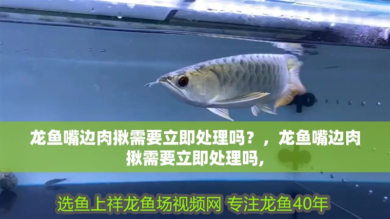 龍魚嘴邊肉揪需要立即處理嗎？，龍魚嘴邊肉揪需要立即處理嗎,