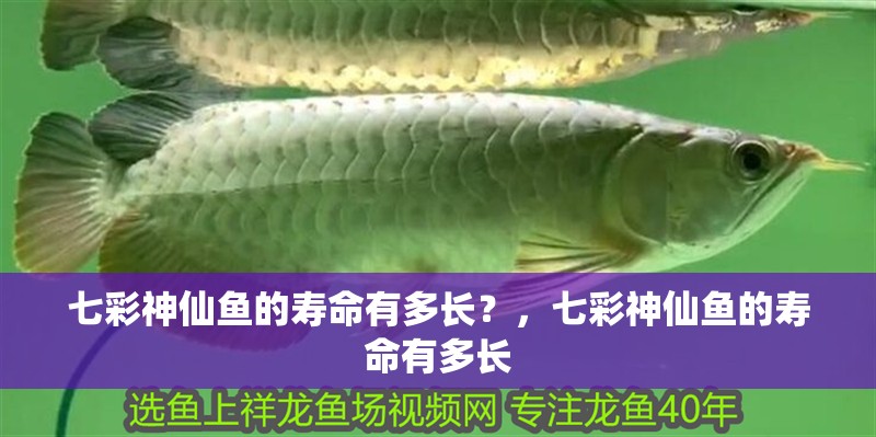 七彩神仙魚的壽命有多長？，七彩神仙魚的壽命有多長
