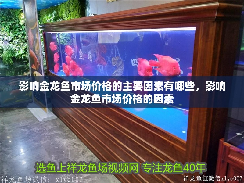 影響金龍魚市場價格的主要因素有哪些，影響金龍魚市場價格的因素