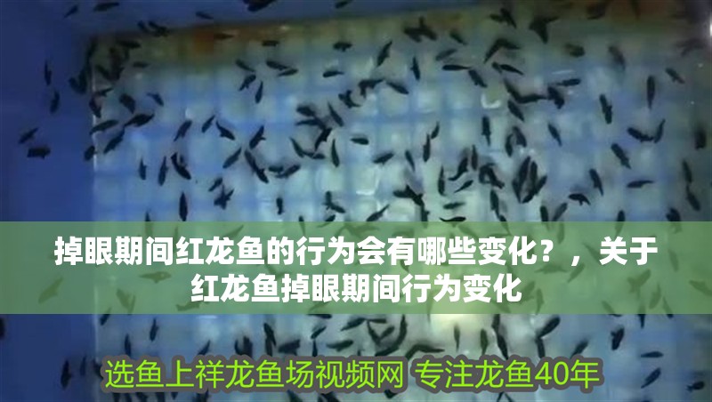 掉眼期間紅龍魚的行為會有哪些變化？，關于紅龍魚掉眼期間行為變化