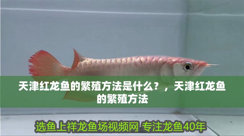 天津紅龍魚的繁殖方法是什么？，天津紅龍魚的繁殖方法