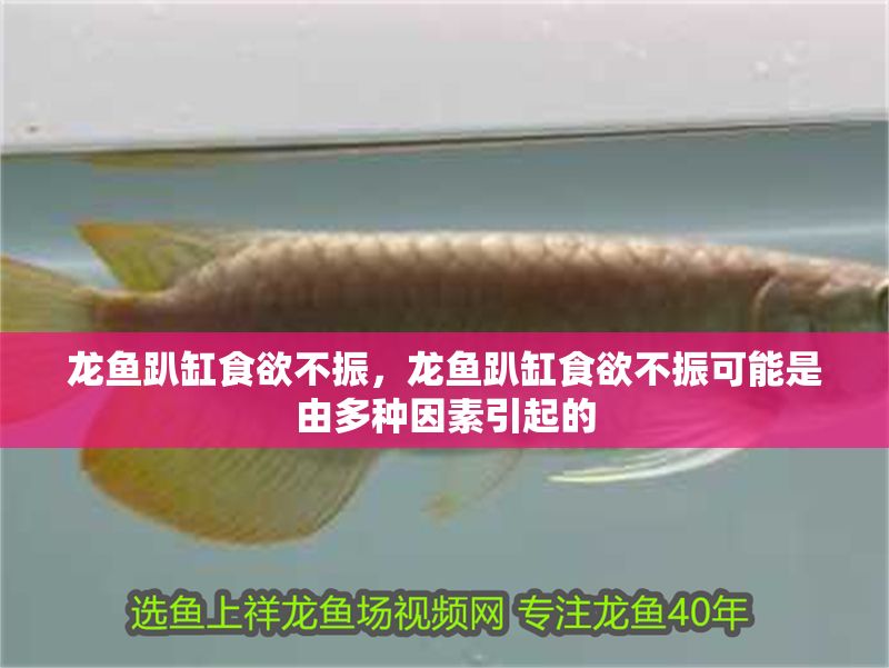 龍魚趴缸食欲不振，龍魚趴缸食欲不振可能是由多種因素引起的
