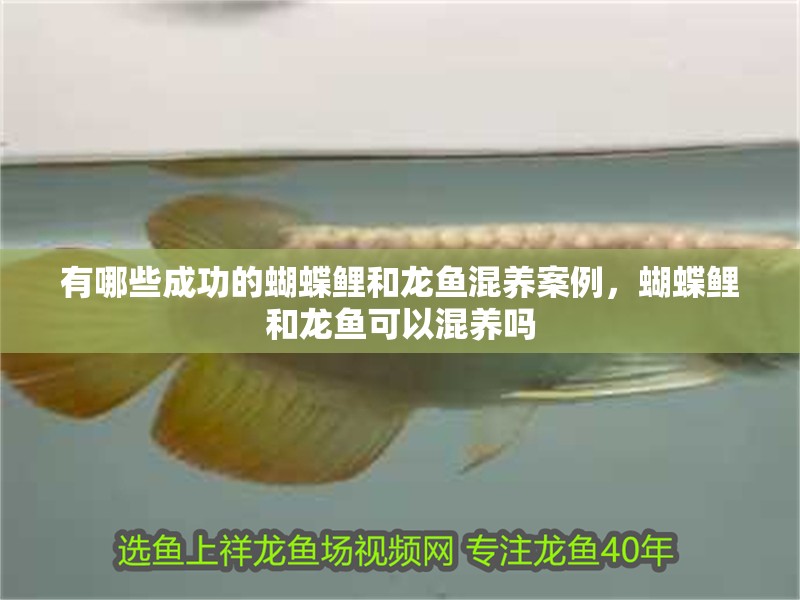 有哪些成功的蝴蝶鯉和龍魚混養案例，蝴蝶鯉和龍魚可以混養嗎