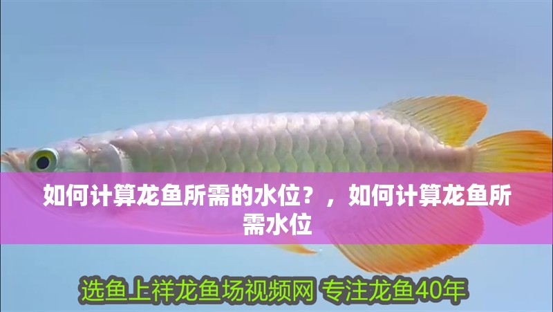 如何計(jì)算龍魚所需的水位？，如何計(jì)算龍魚所需水位
