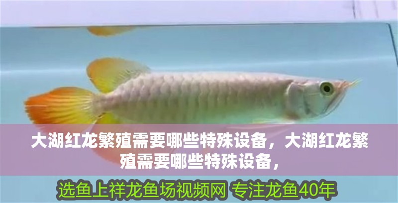 大湖紅龍繁殖需要哪些特殊設備，大湖紅龍繁殖需要哪些特殊設備，