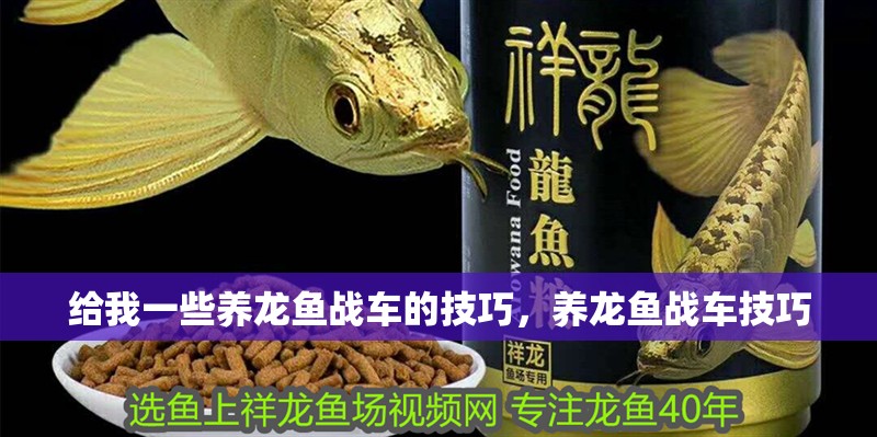 給我一些養龍魚戰車的技巧，養龍魚戰車技巧