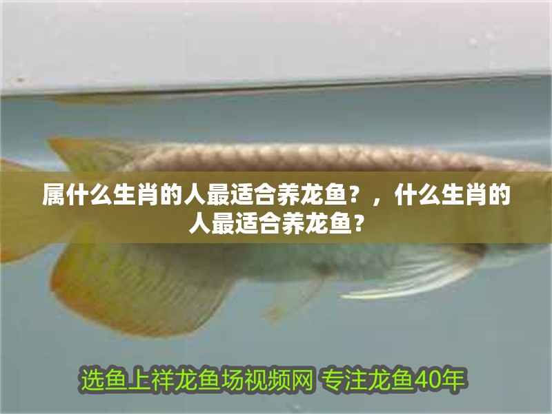 屬什么生肖的人最適合養(yǎng)龍魚？，什么生肖的人最適合養(yǎng)龍魚？