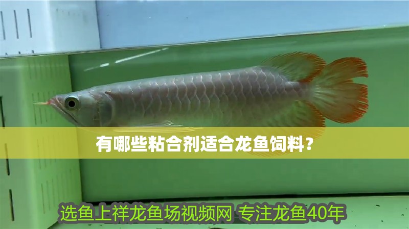 有哪些粘合劑適合龍魚飼料？