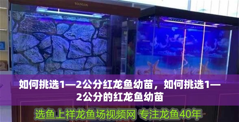 如何挑選1—2公分紅龍魚幼苗，如何挑選1—2公分的紅龍魚幼苗