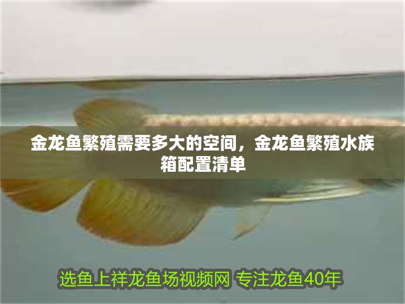 金龍魚繁殖需要多大的空間，金龍魚繁殖水族箱配置清單