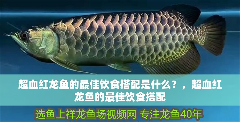 超血紅龍魚的最佳飲食搭配是什么？，超血紅龍魚的最佳飲食搭配