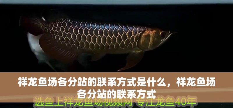 祥龍魚場(chǎng)各分站的聯(lián)系方式是什么，祥龍魚場(chǎng)各分站的聯(lián)系方式