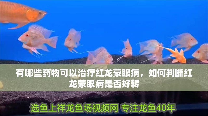 有哪些藥物可以治療紅龍蒙眼病，如何判斷紅龍蒙眼病是否好轉