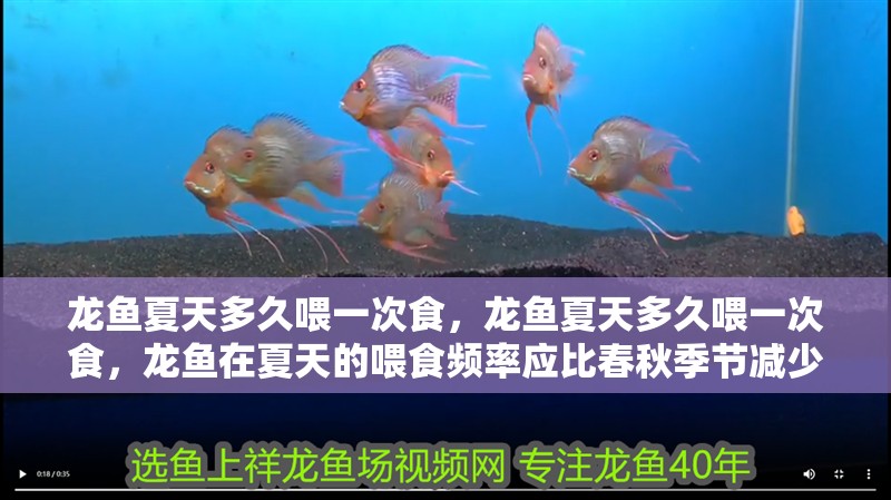 龍魚夏天多久喂一次食，龍魚夏天多久喂一次食，龍魚在夏天的喂食頻率應比春秋季節減少