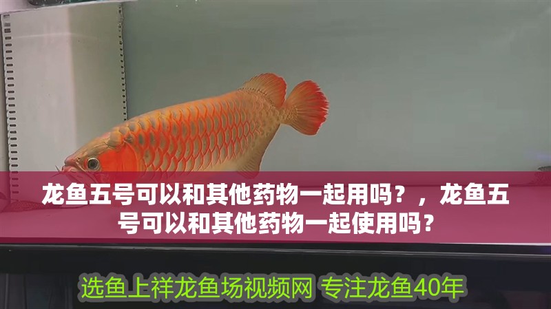 龍魚五號可以和其他藥物一起用嗎？，龍魚五號可以和其他藥物一起使用嗎？